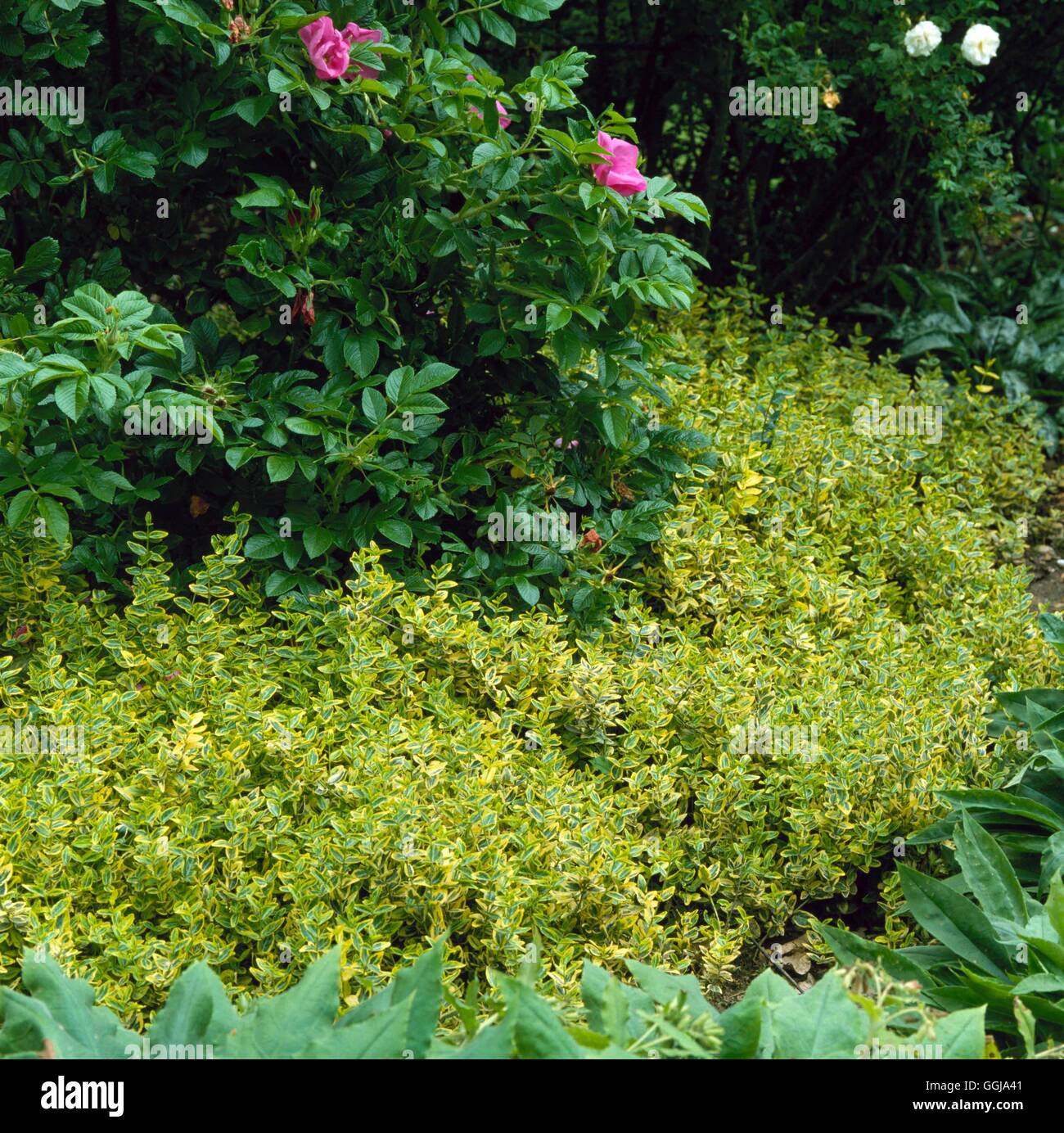 Ground Cover - Euonymus fortunei `Emerald `n' Gold' AGM   GDC004174  /Photosh Stock Photo